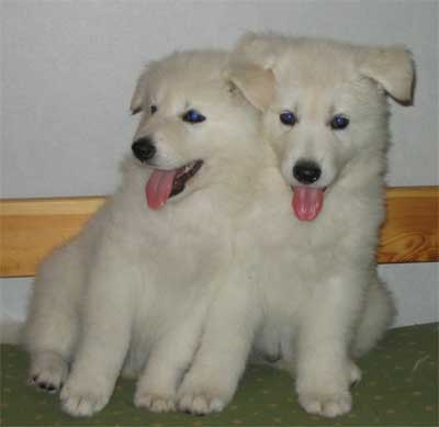 Kaksi valkoista koiranpentua nojaa toisiinsa